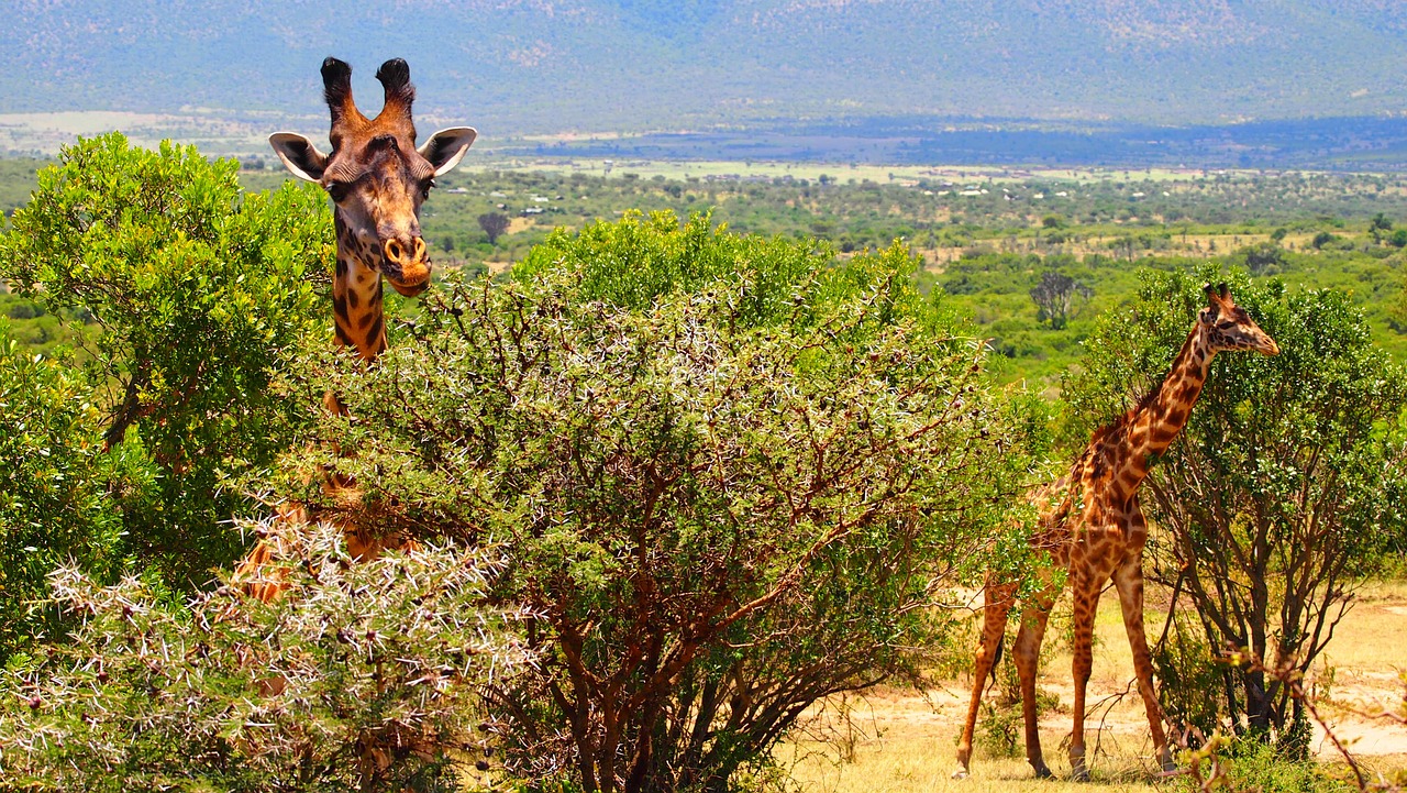 giraffe kenya africa free photo