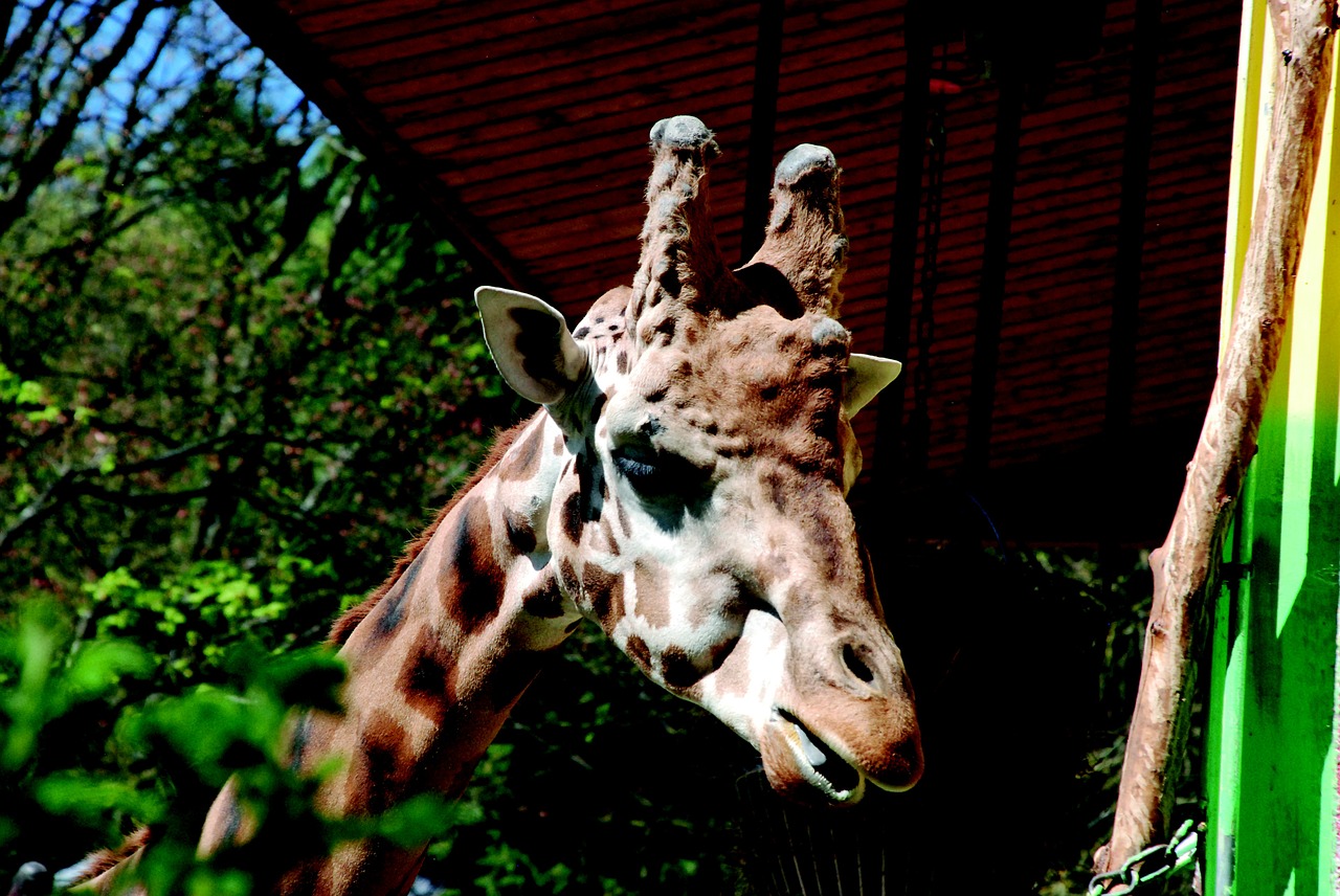 giraffe zoo animal free photo