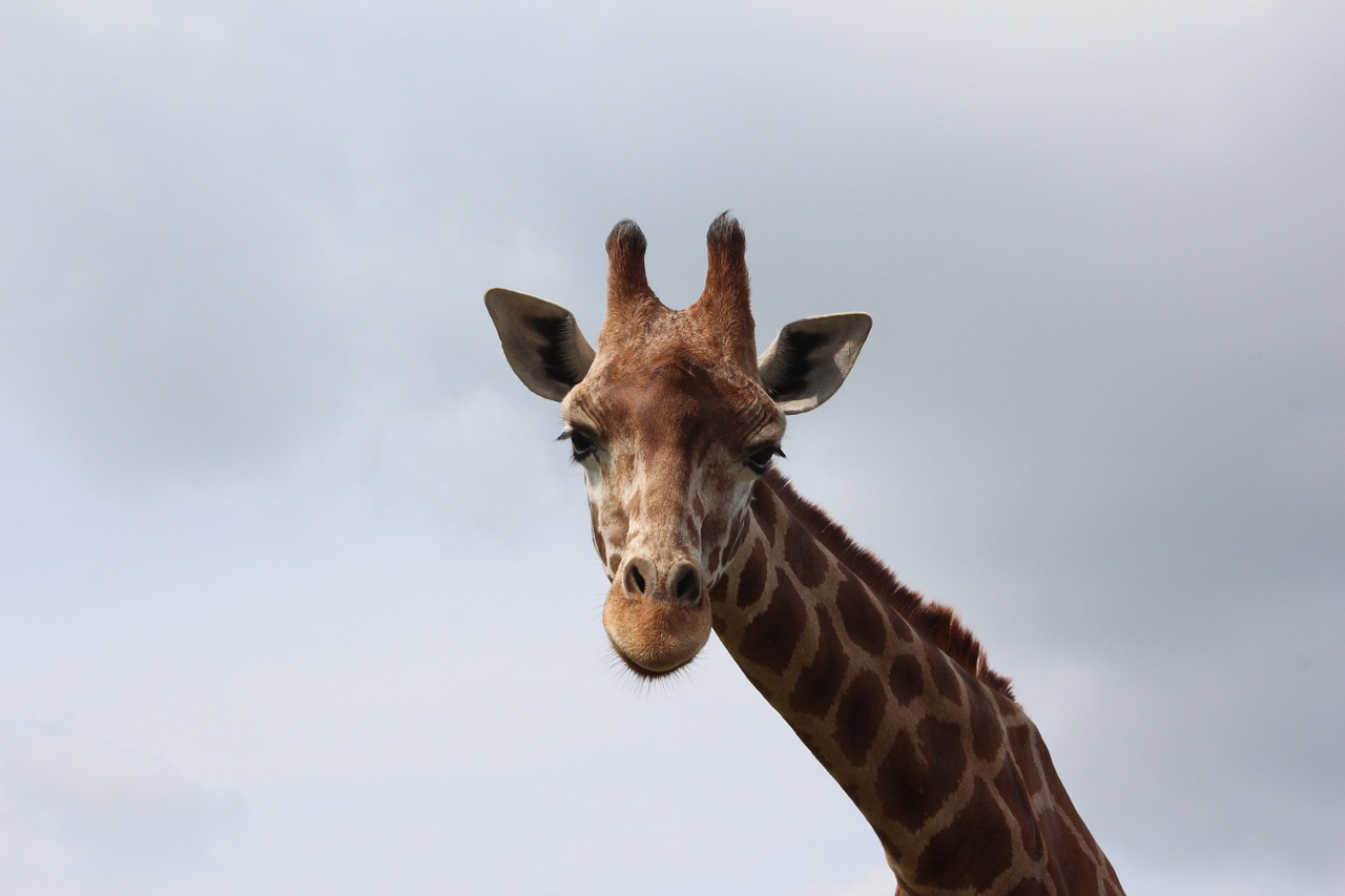 giraffe animal africa free photo