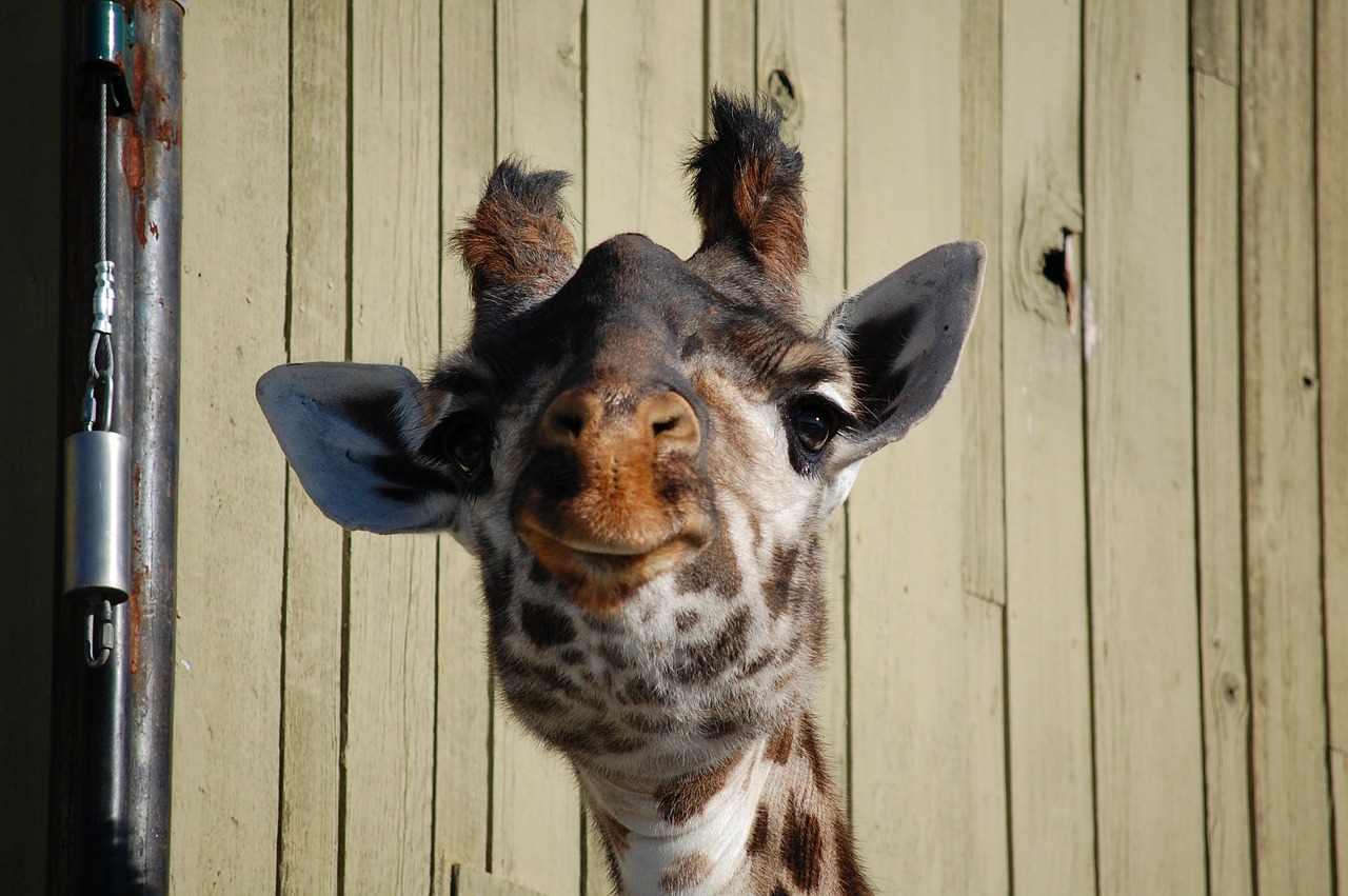 giraffe face zoo free photo