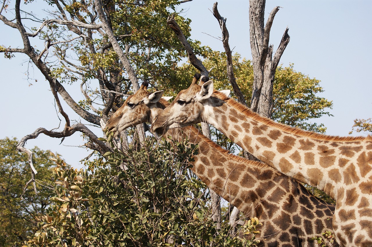 giraffe savannah safari free photo