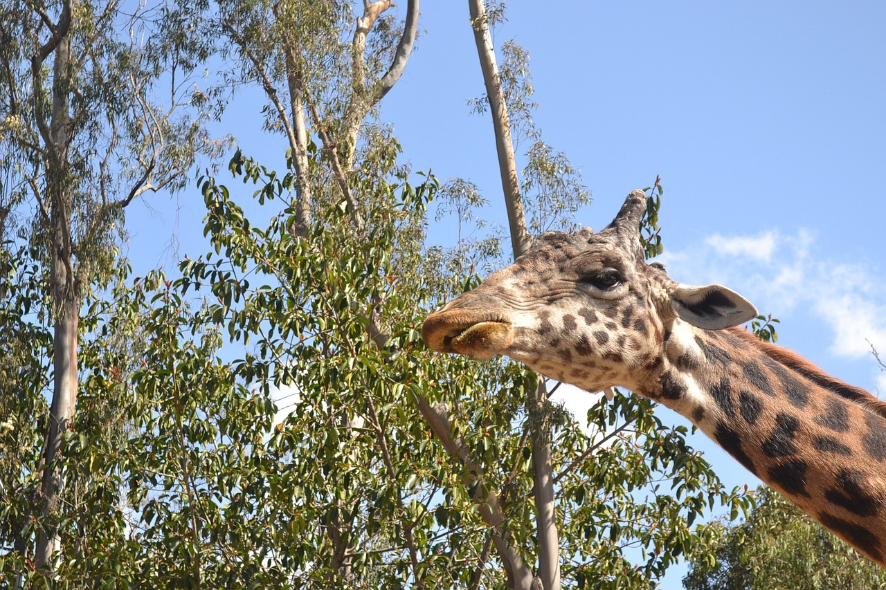 giraffe adult animal free photo