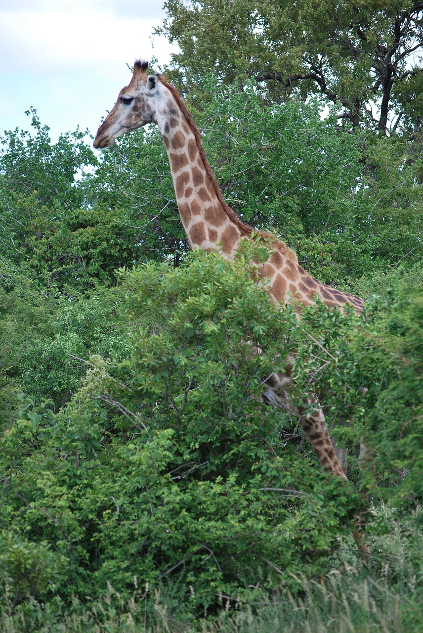 giraffe south africa savannah free photo