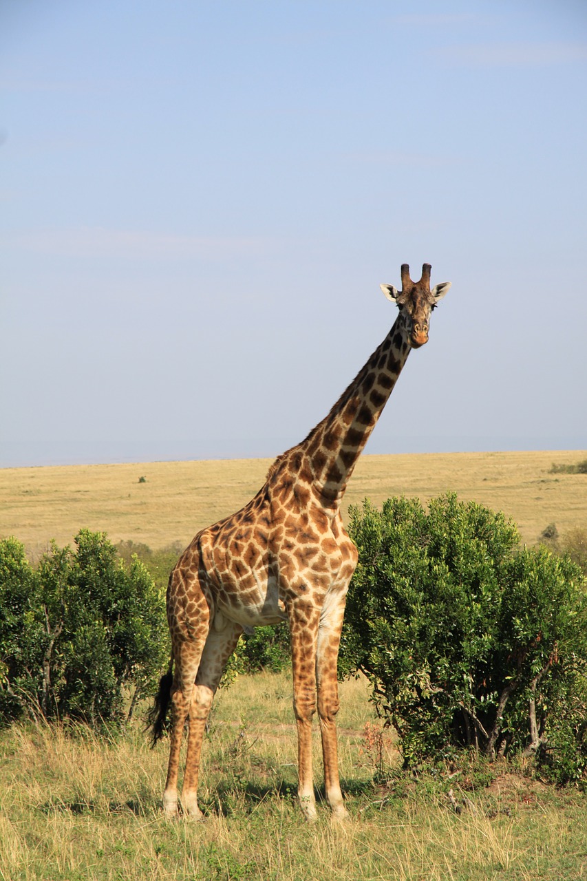 giraffe africa national park free photo