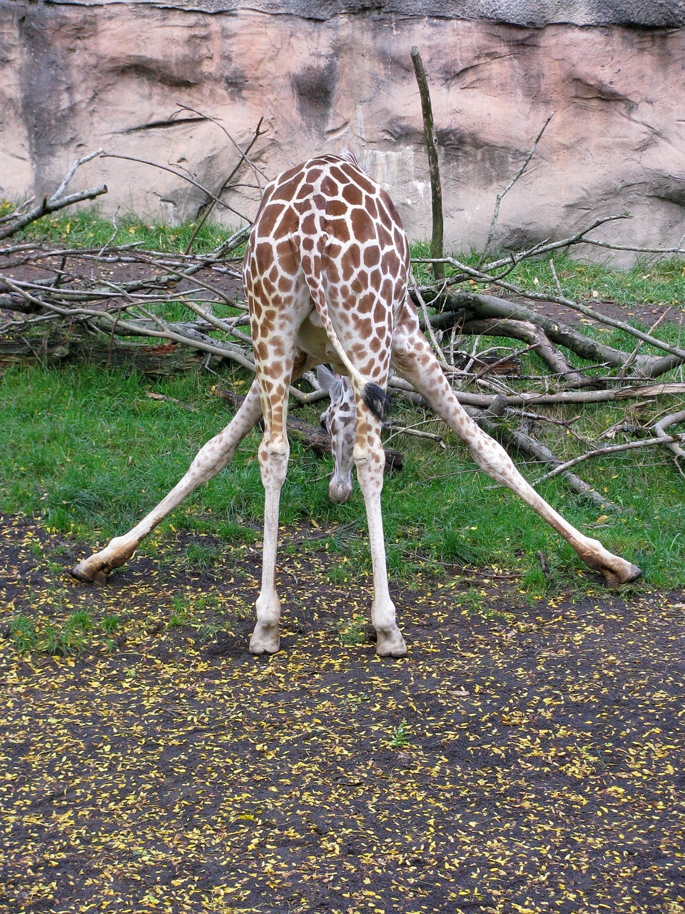 giraffe eating funny free photo