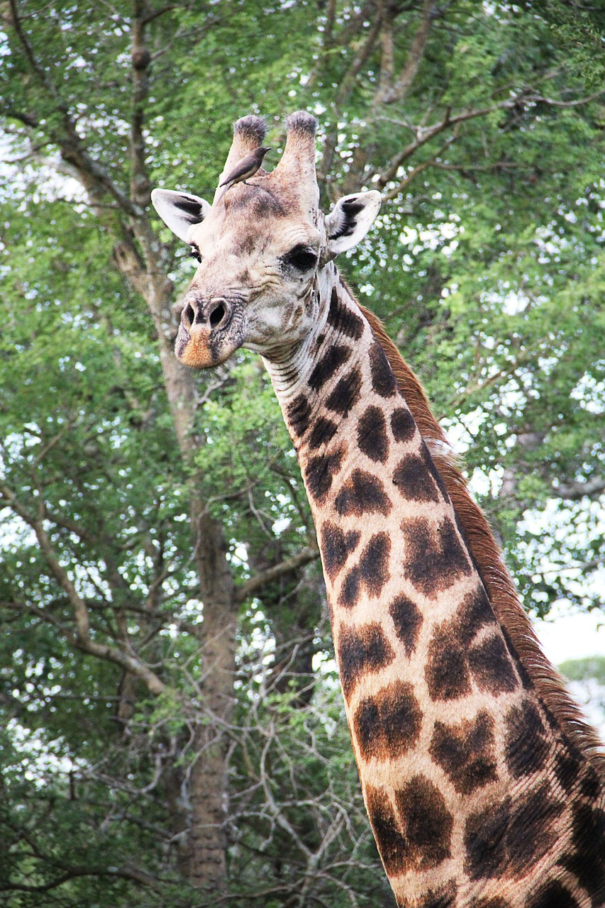 giraffe africa safari free photo