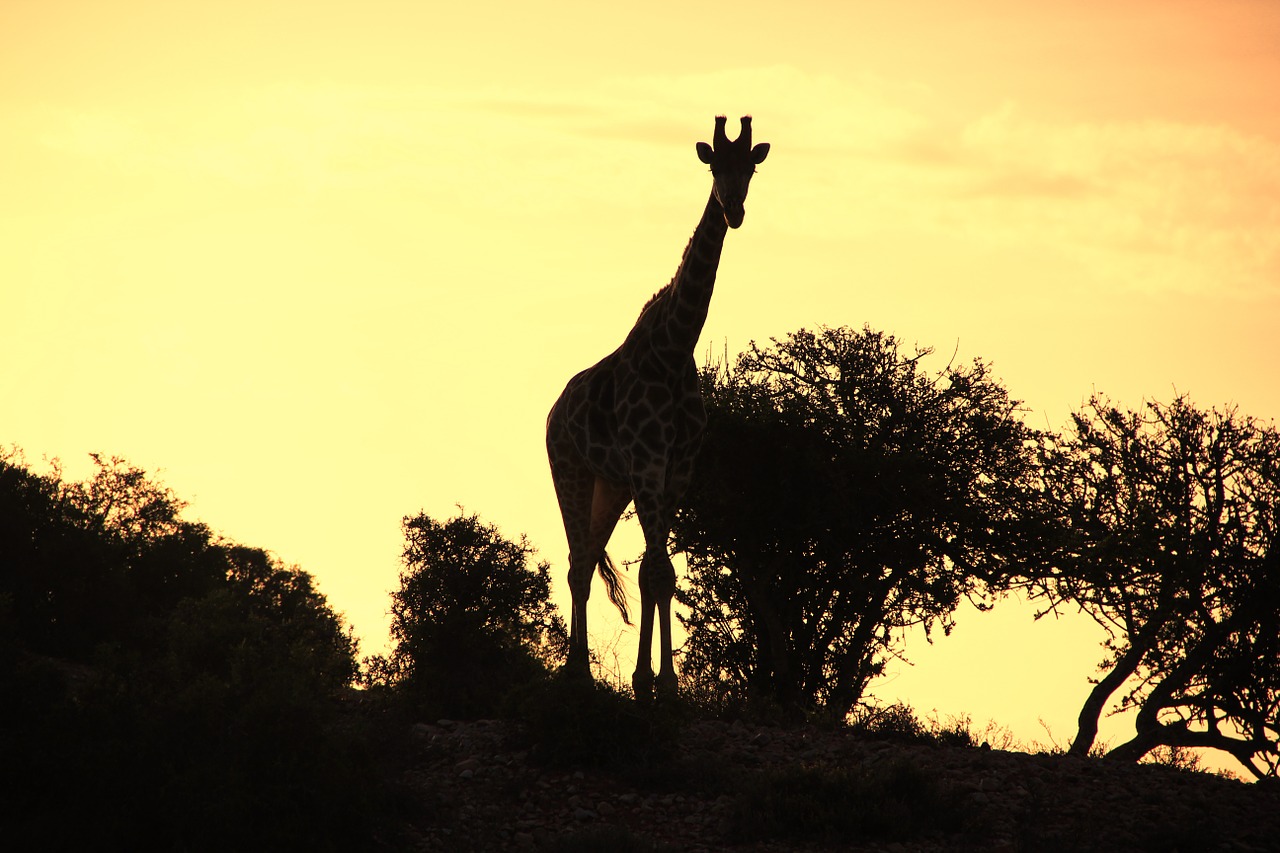 giraffe sunset nature shots free photo