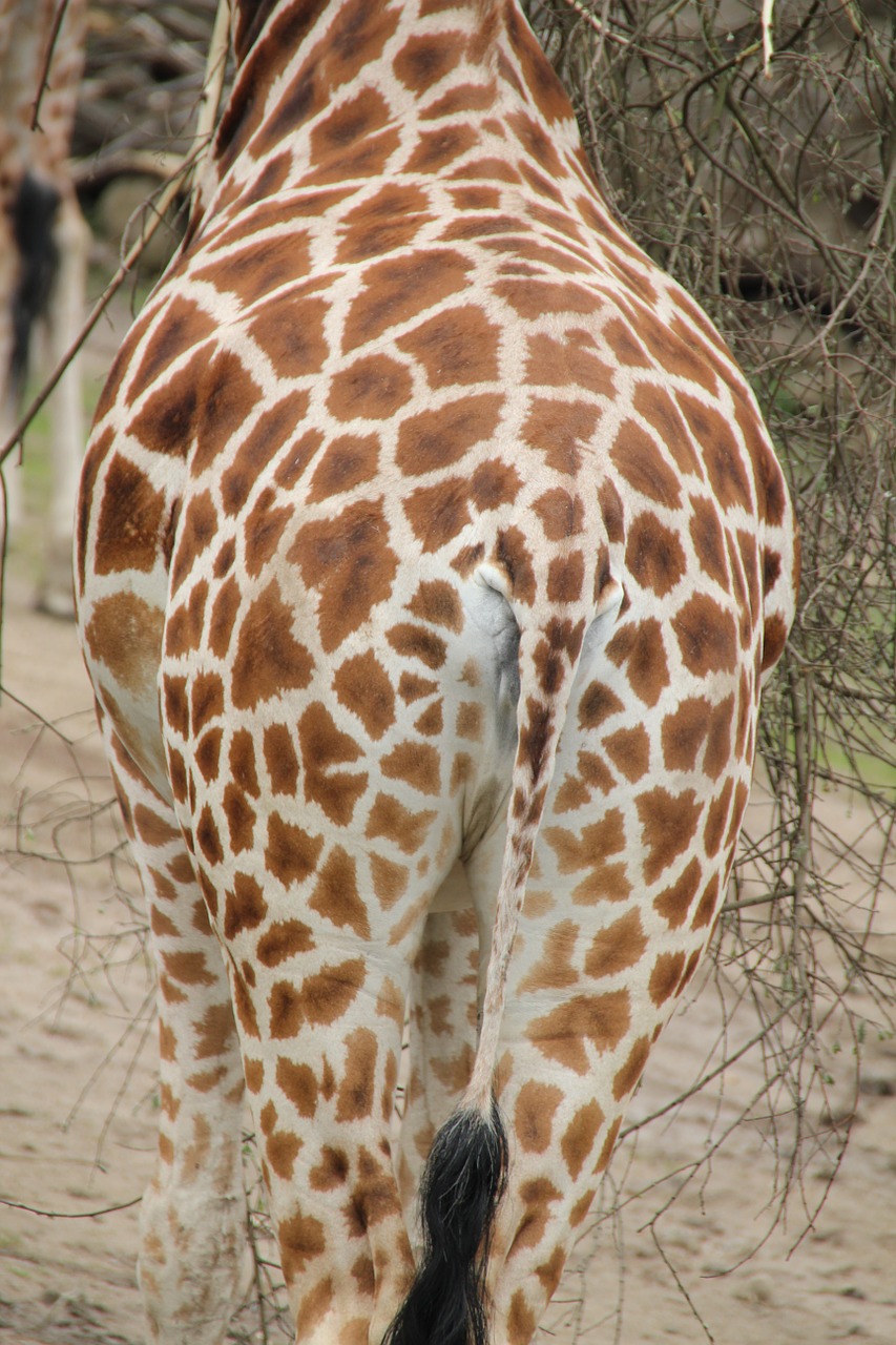 giraffe africa zoo free photo