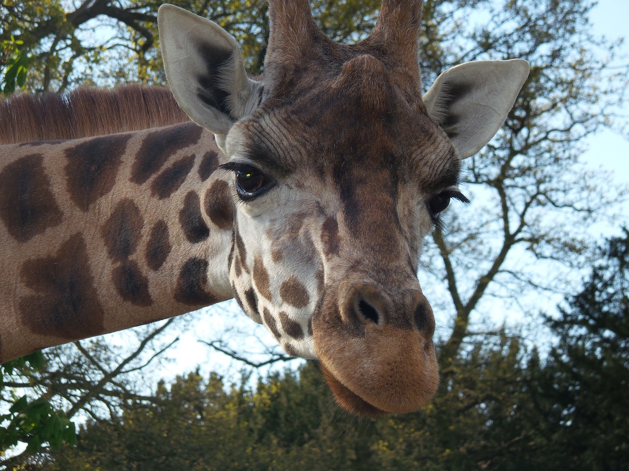 giraffe portrait animal free photo