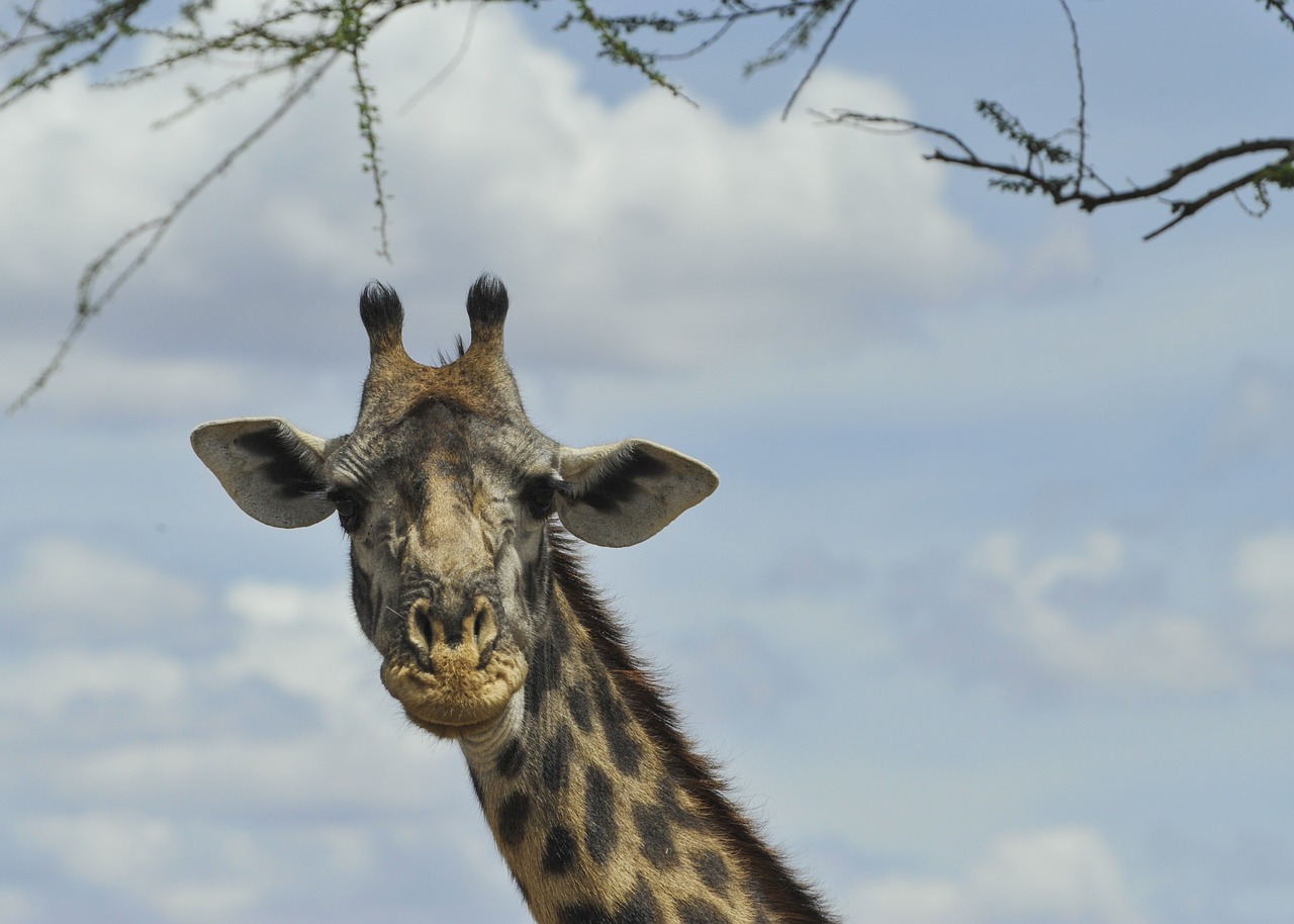 giraffe head wildlife free photo