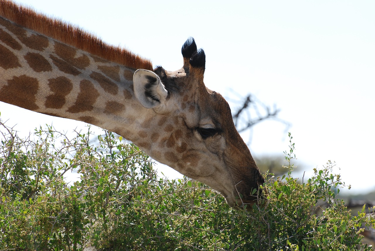 giraffe nature safari free photo