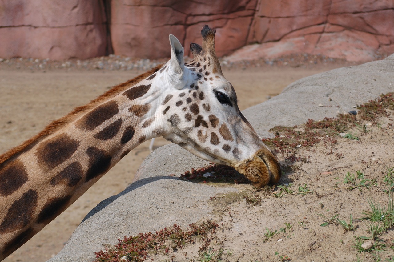 giraffe brown nature free photo