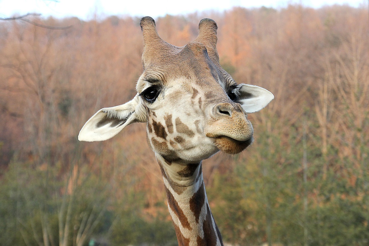 giraffe face animal free photo