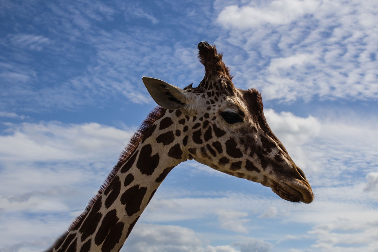 giraffe pet portrait sky free photo