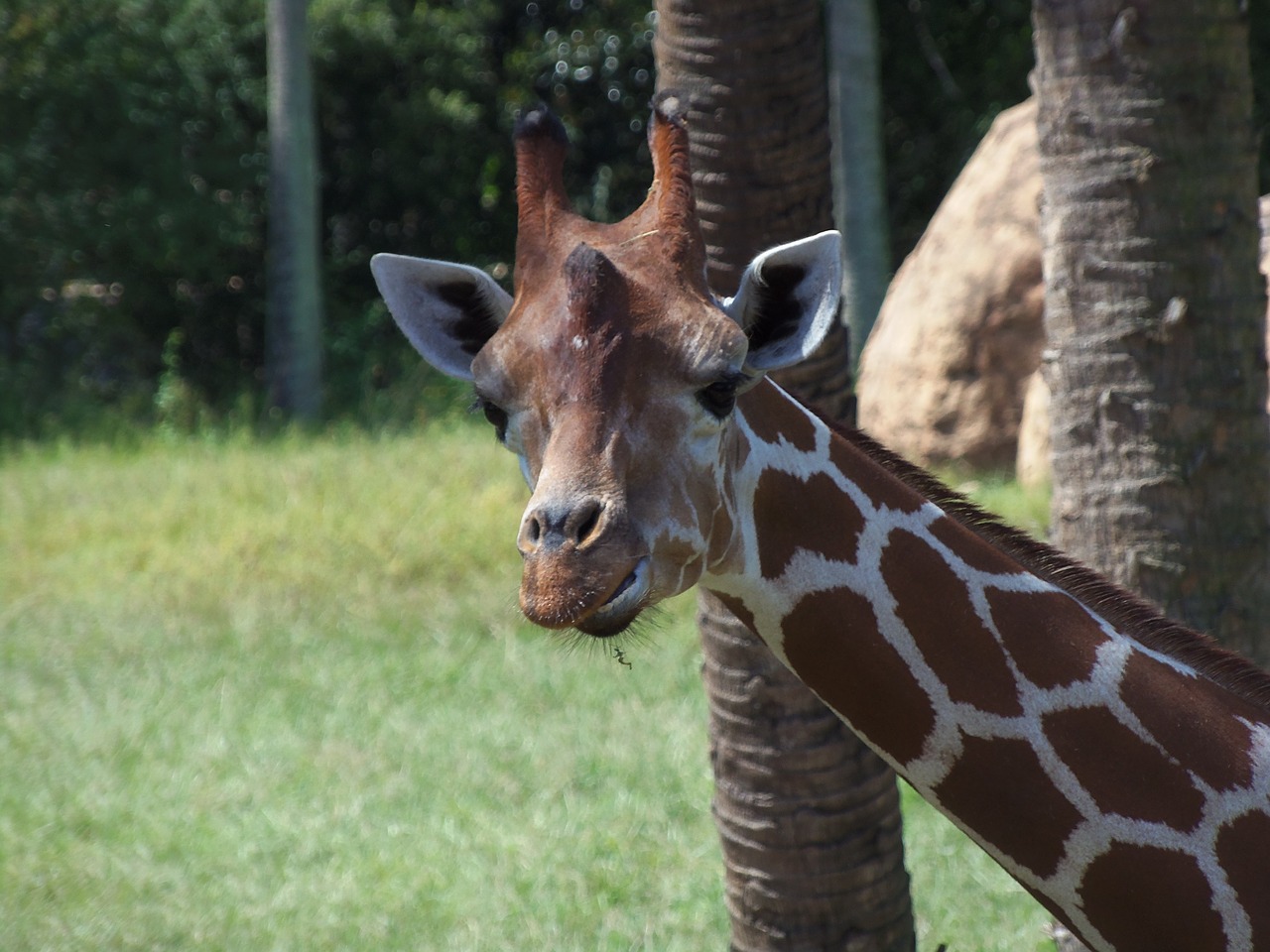 giraffe animal zoo free photo