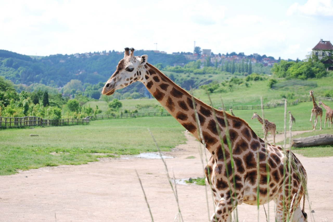 giraffe the prague zoo animal free photo