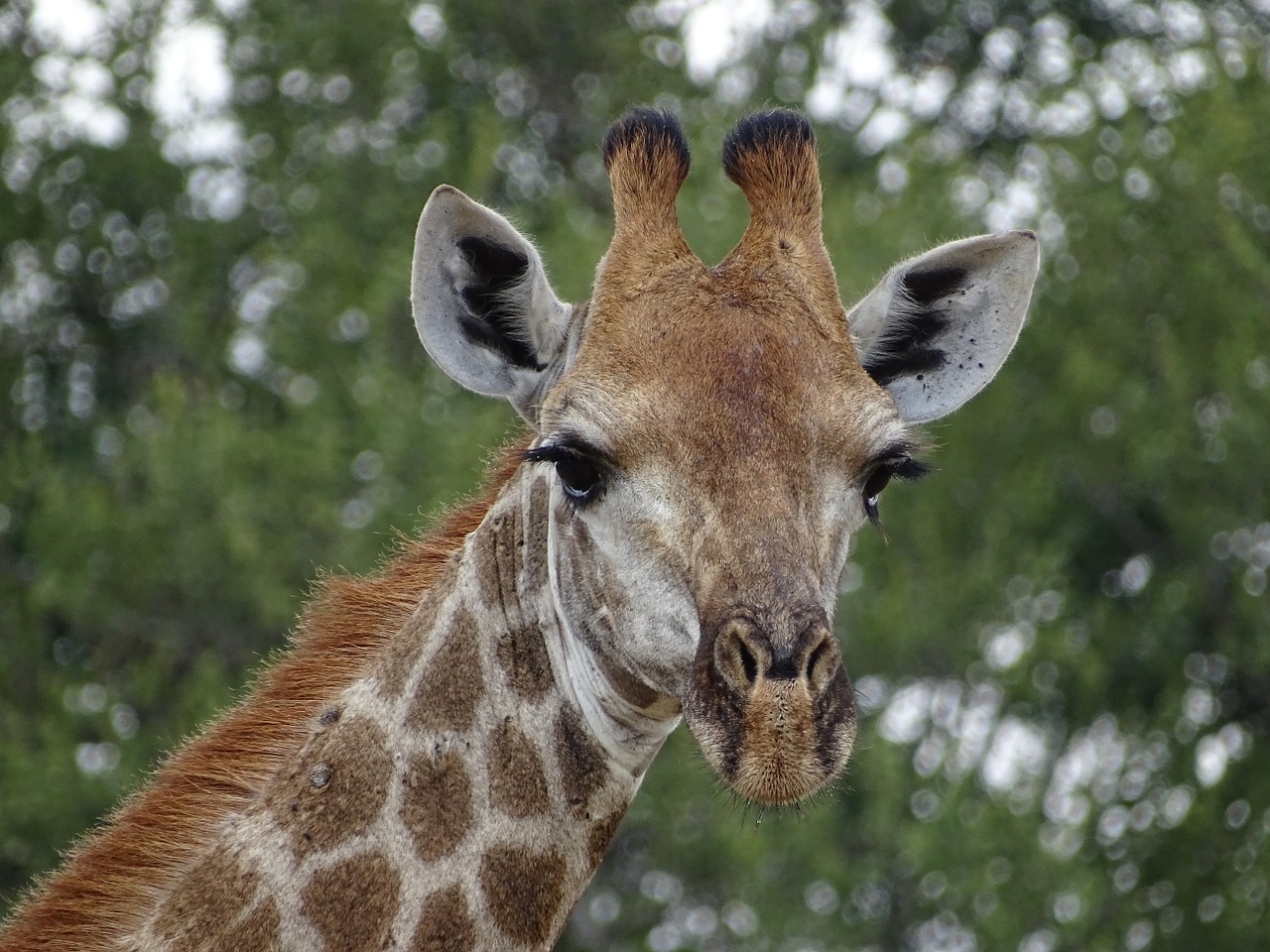 giraffe south africa animals free photo