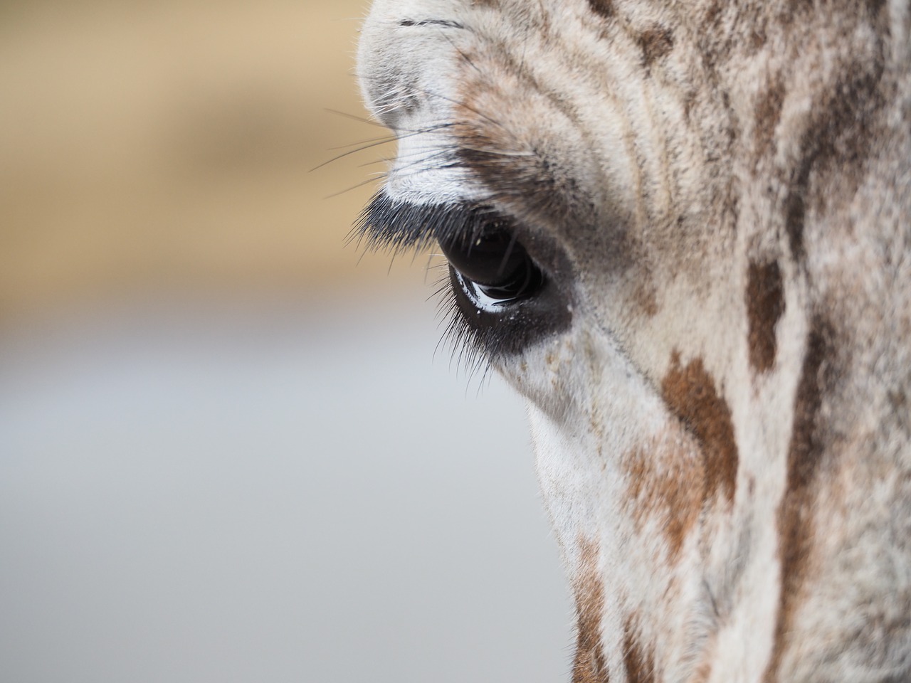 giraffe eye eyelashes free photo