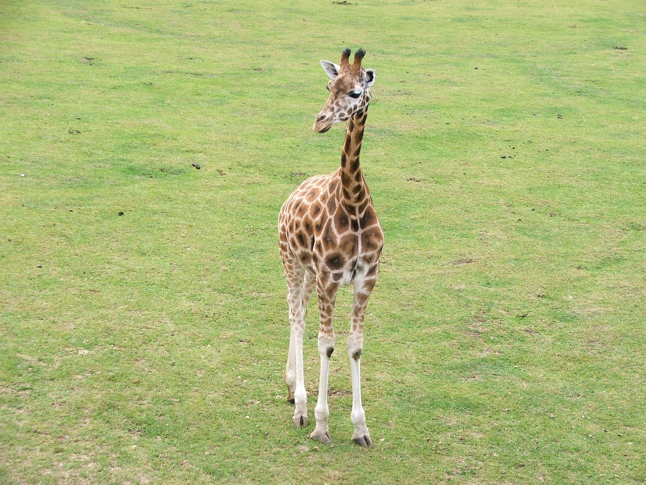 giraffe animals nature free photo