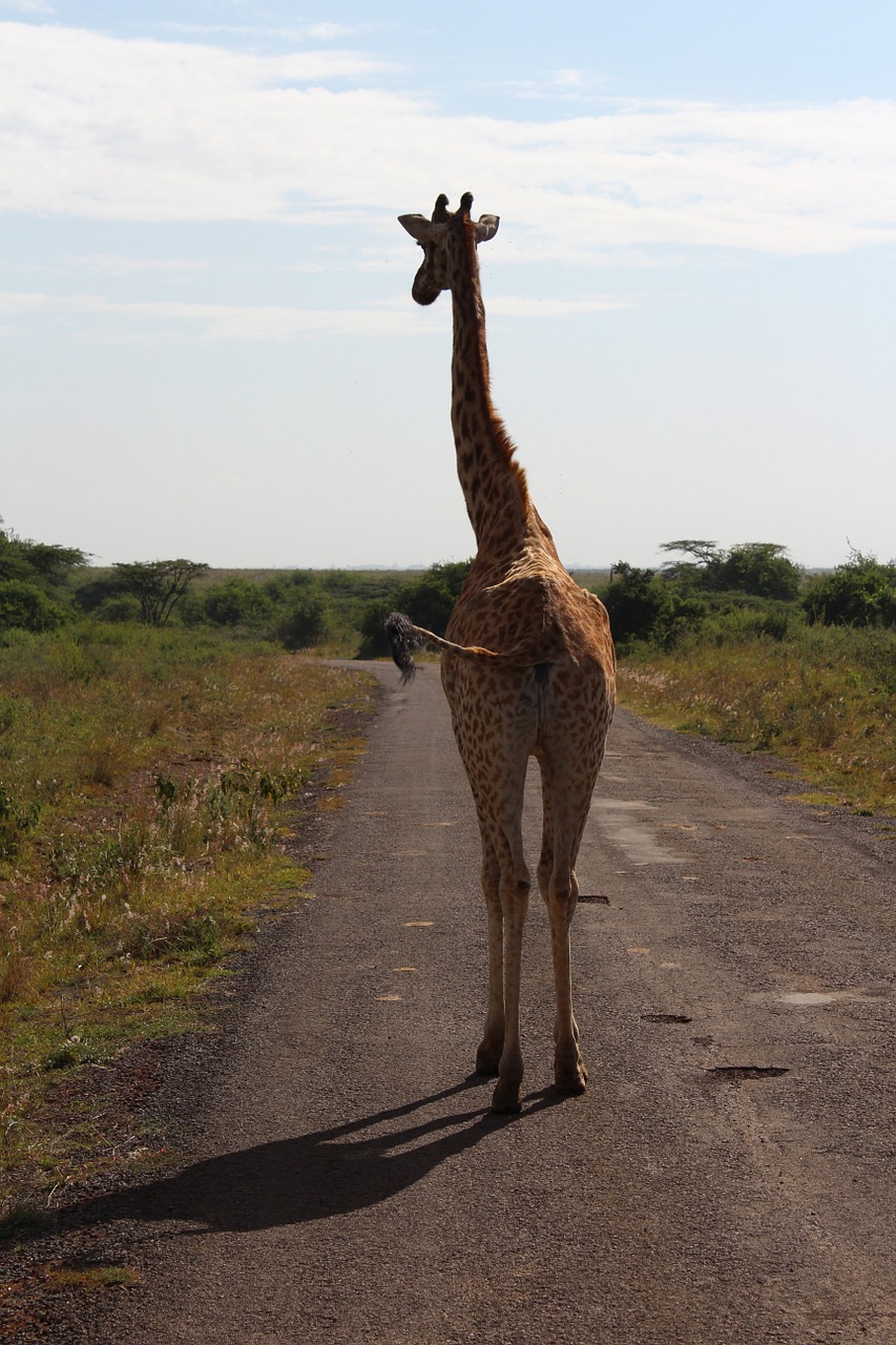 giraffe road africa free photo