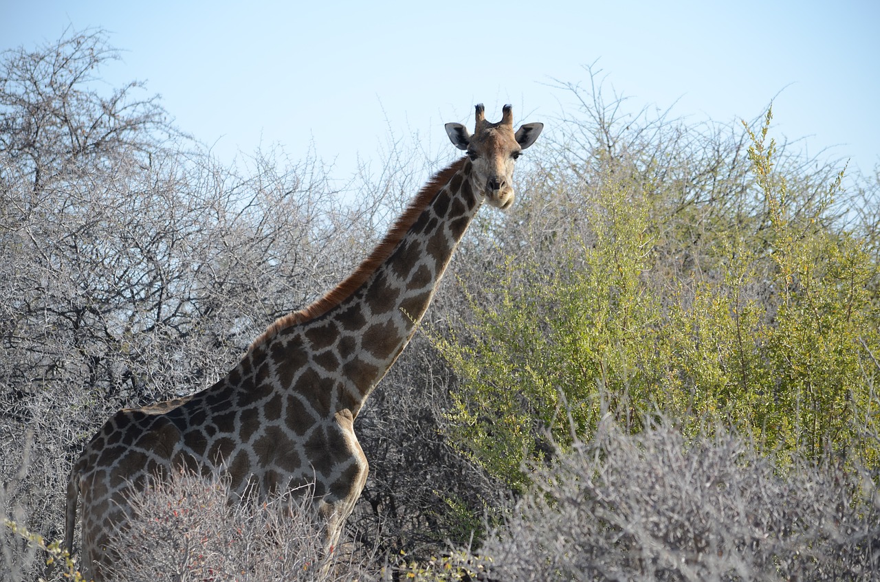 giraffe animal wilderness free photo