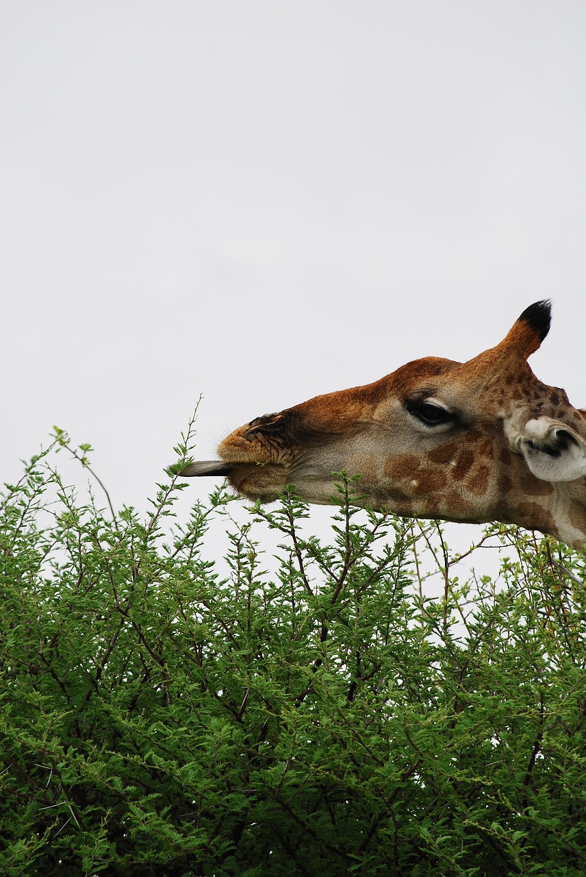 giraffe tongue hunger free photo