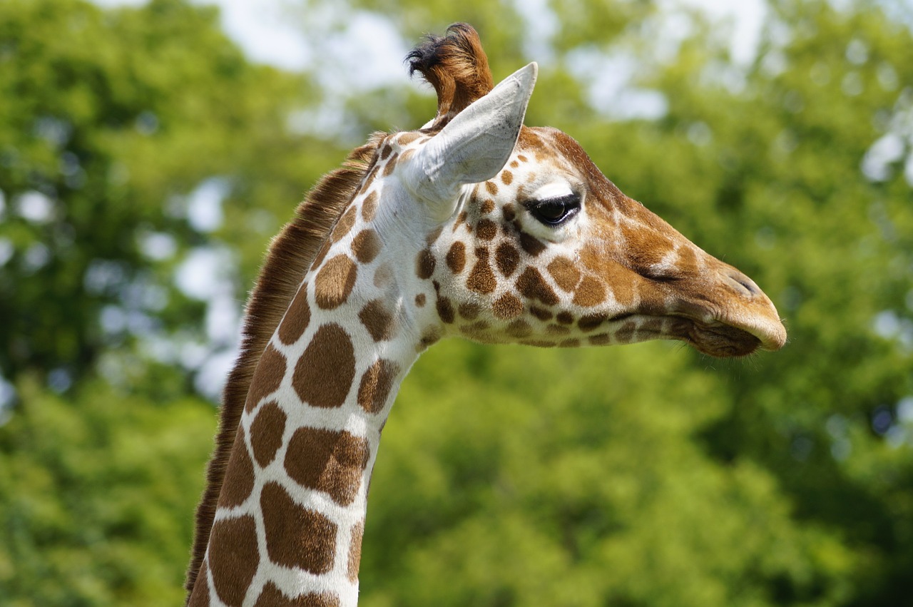 giraffe zoo whipsnade free photo