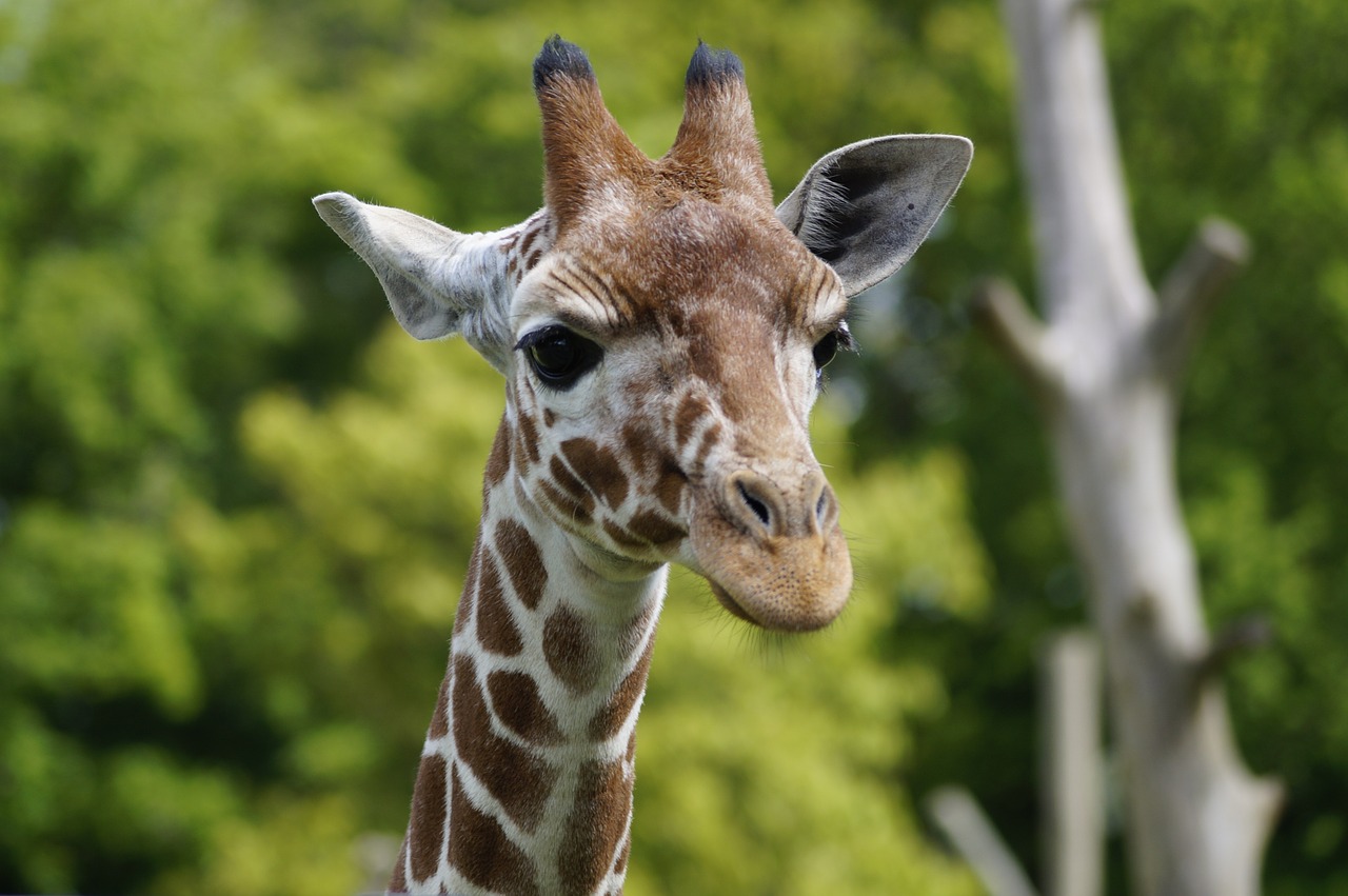 giraffe zoo whipsnade free photo