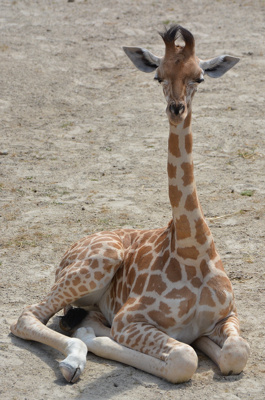 giraffe animal neck free photo