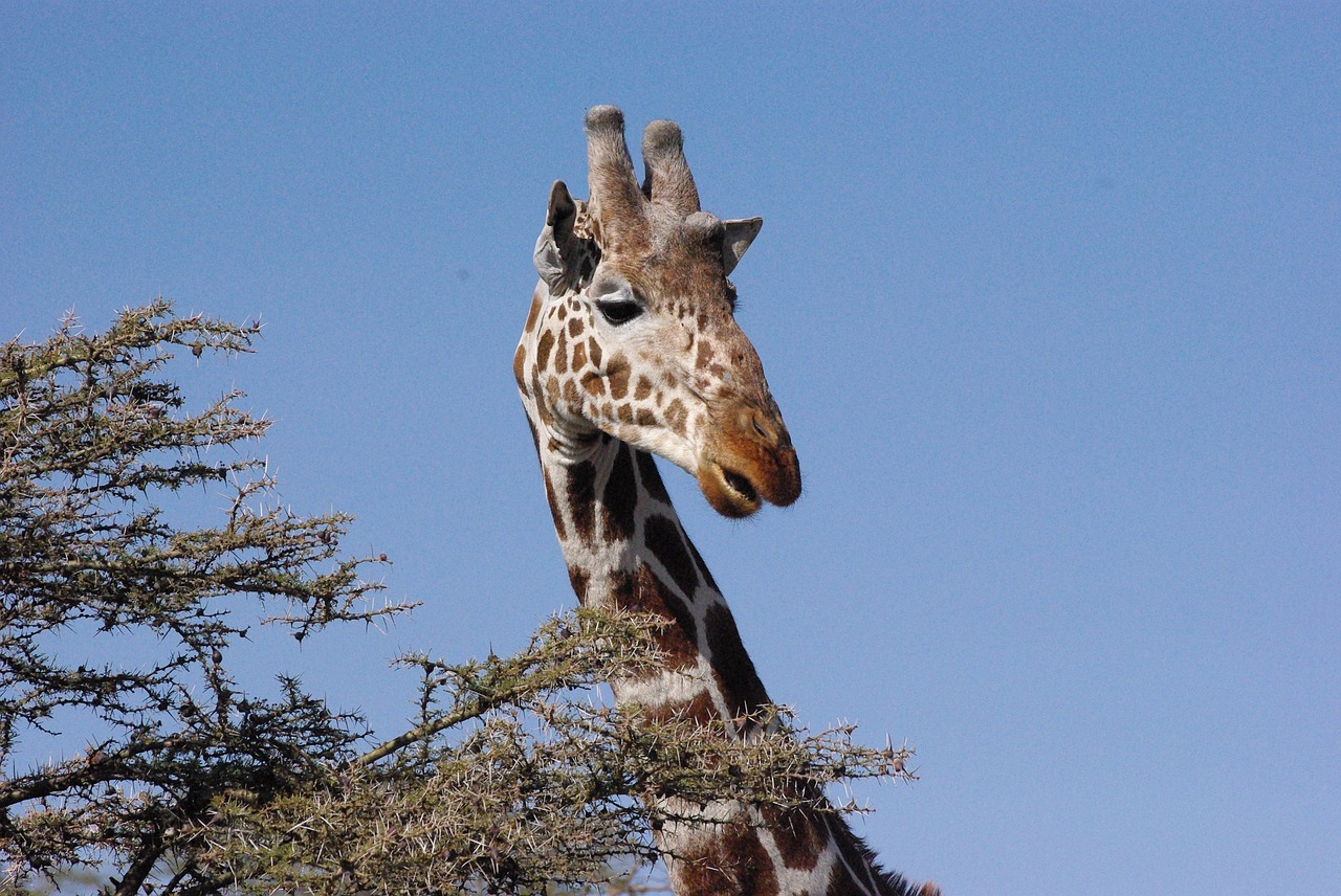 giraffe kenya africa free photo