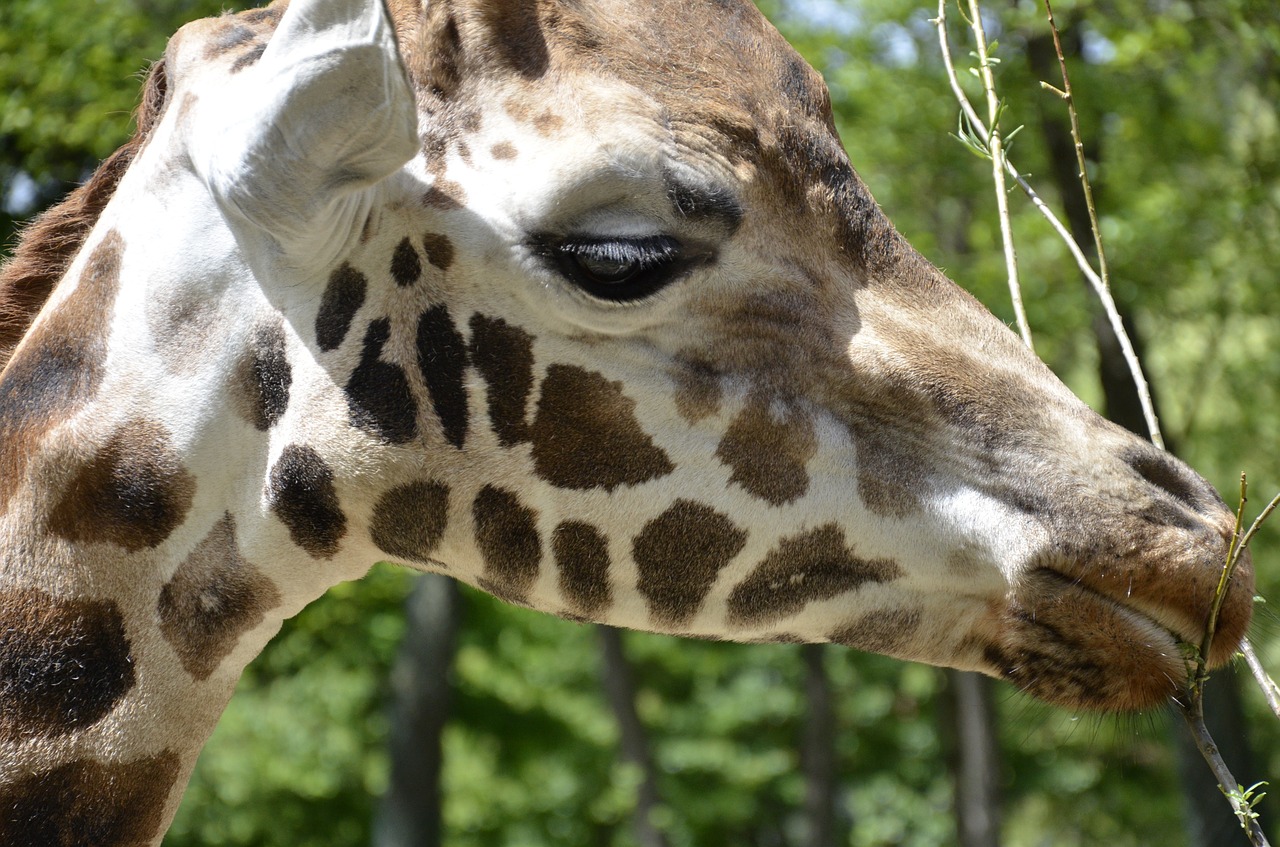 giraffe zoo animal free photo