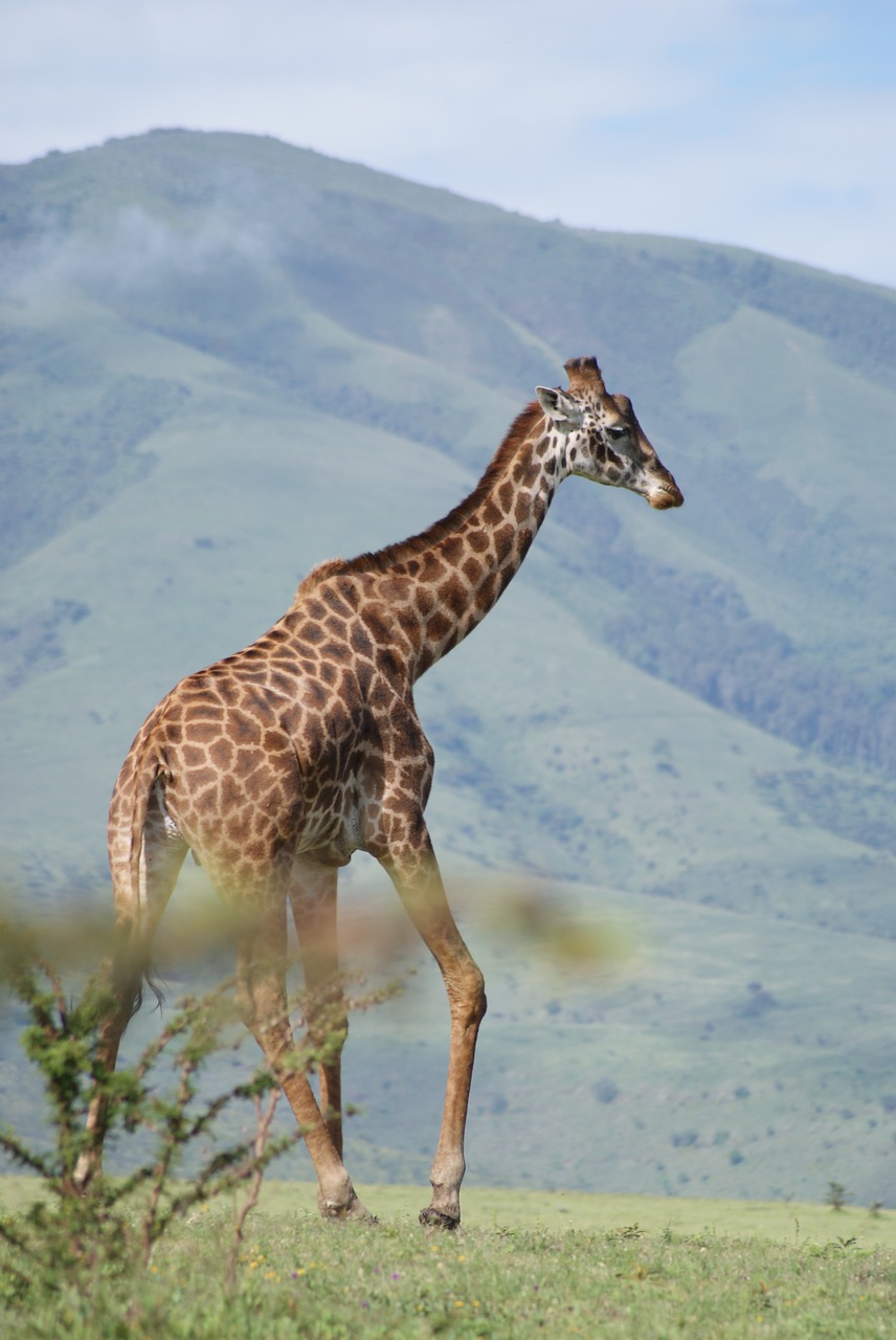 giraffe africa animals free photo