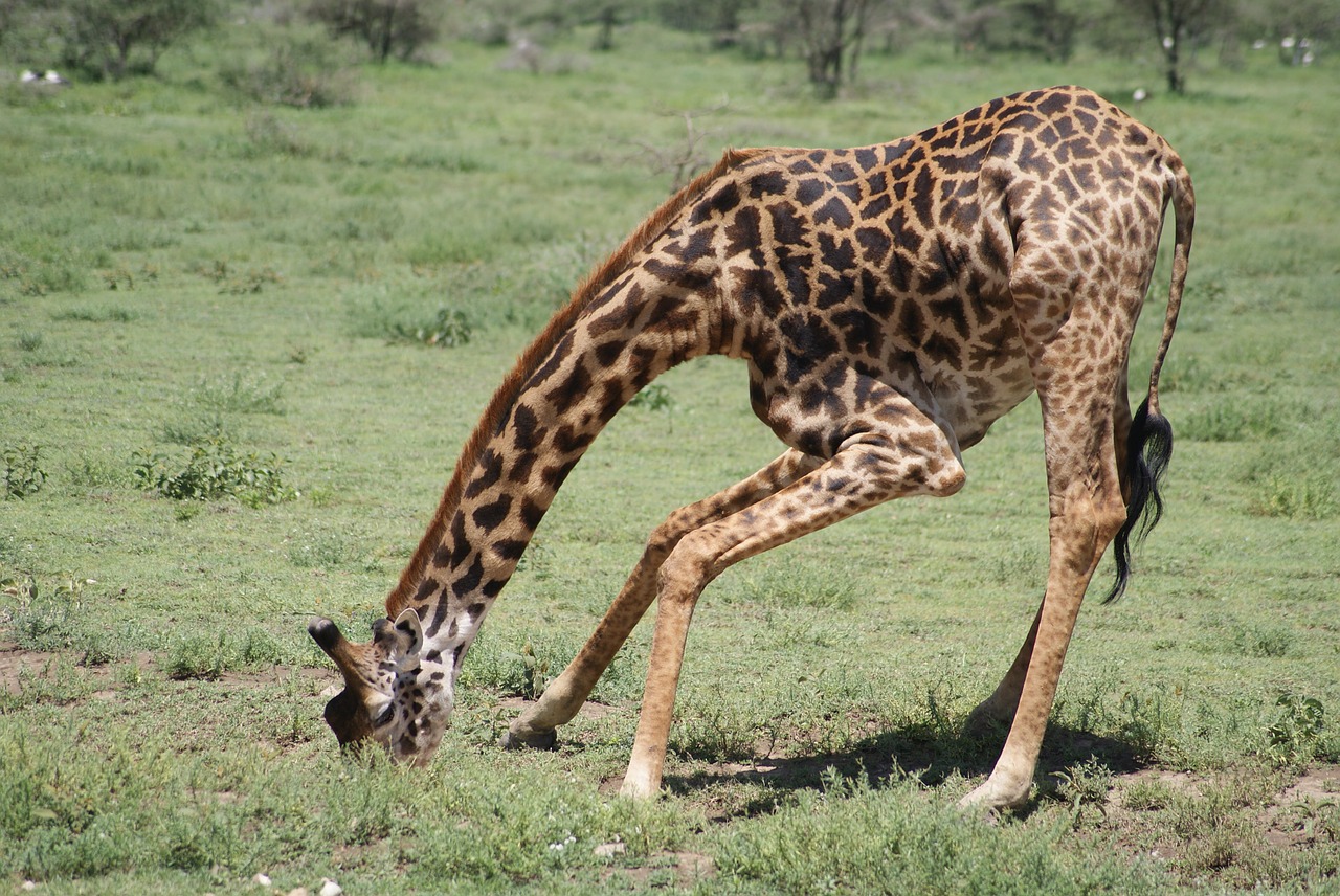 giraffe africa animals free photo