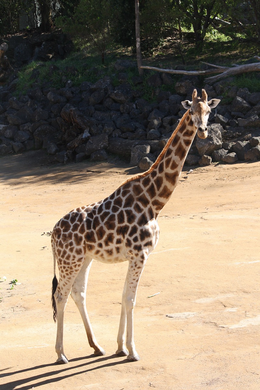 giraffe animal zoo free photo