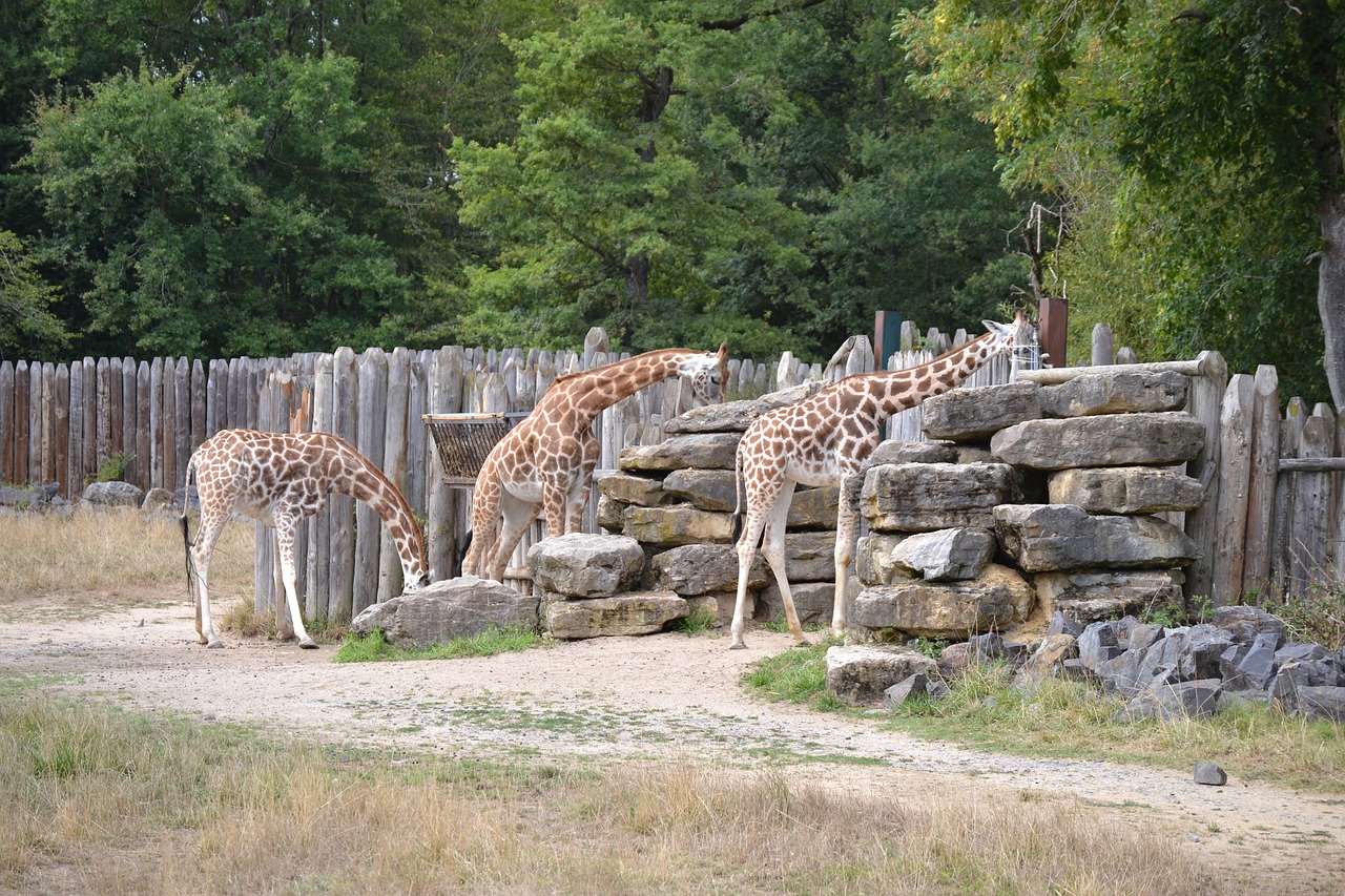 giraffe africa vacancy free photo