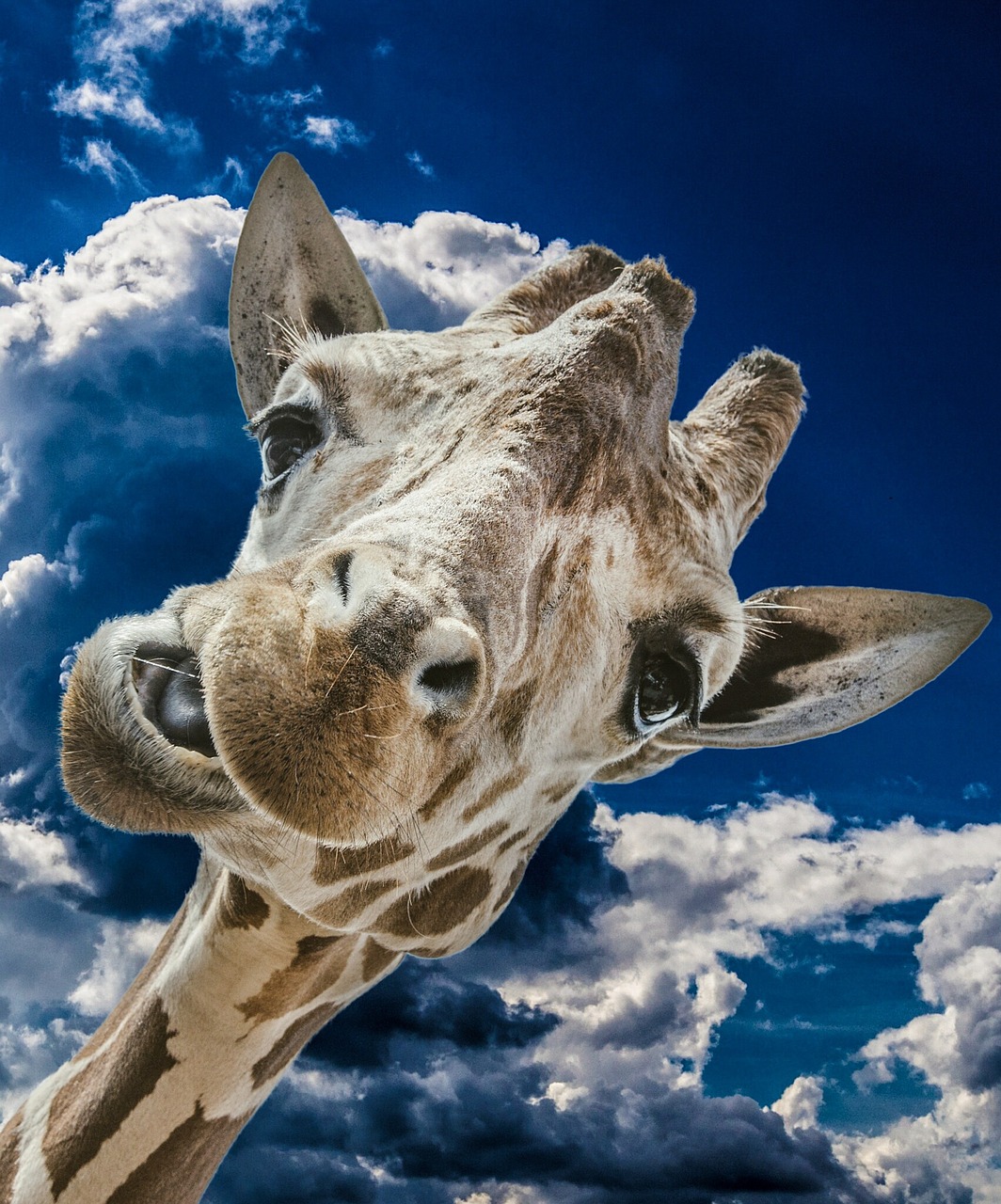 giraffe funny clouds free photo