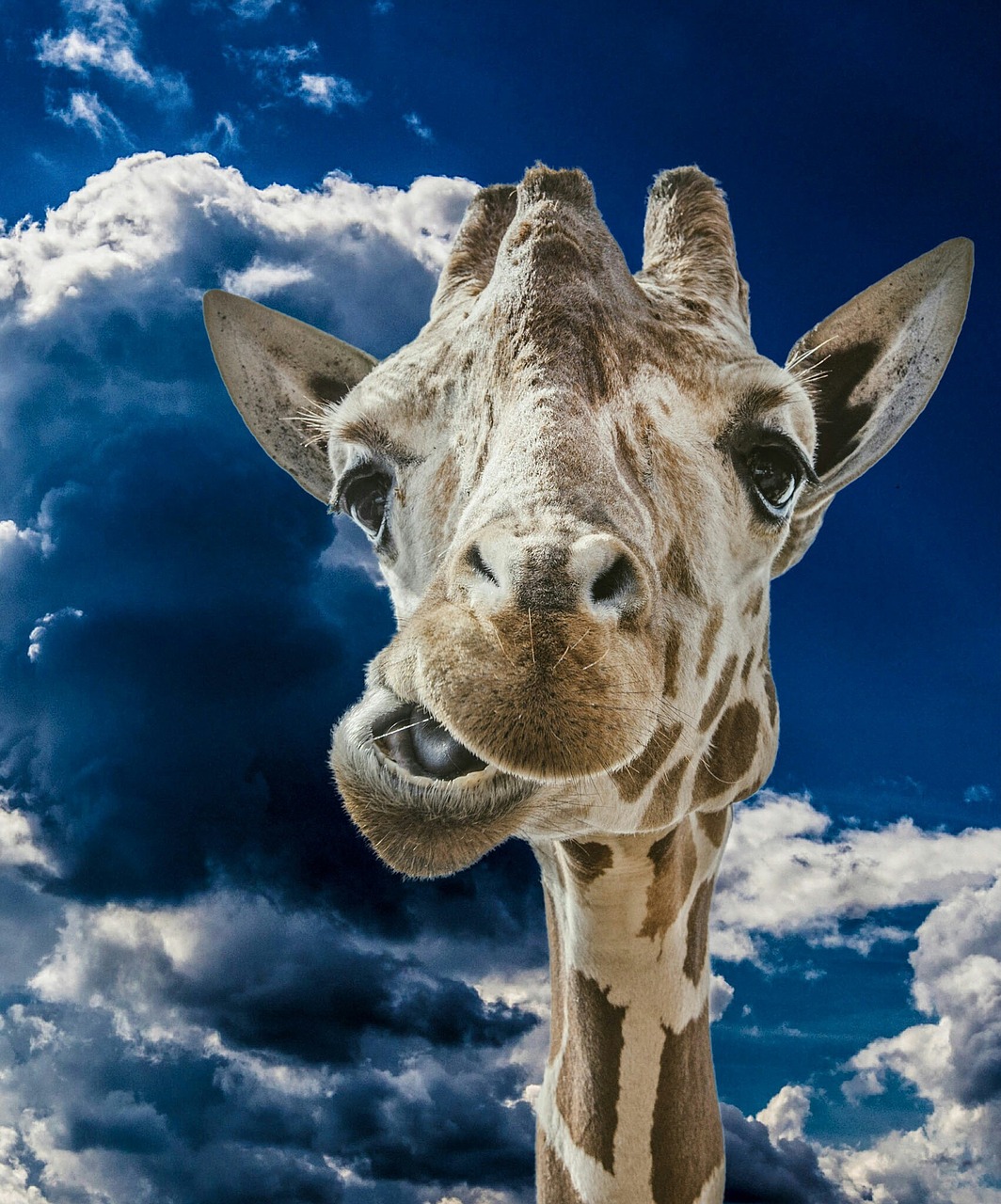 giraffe funny clouds free photo