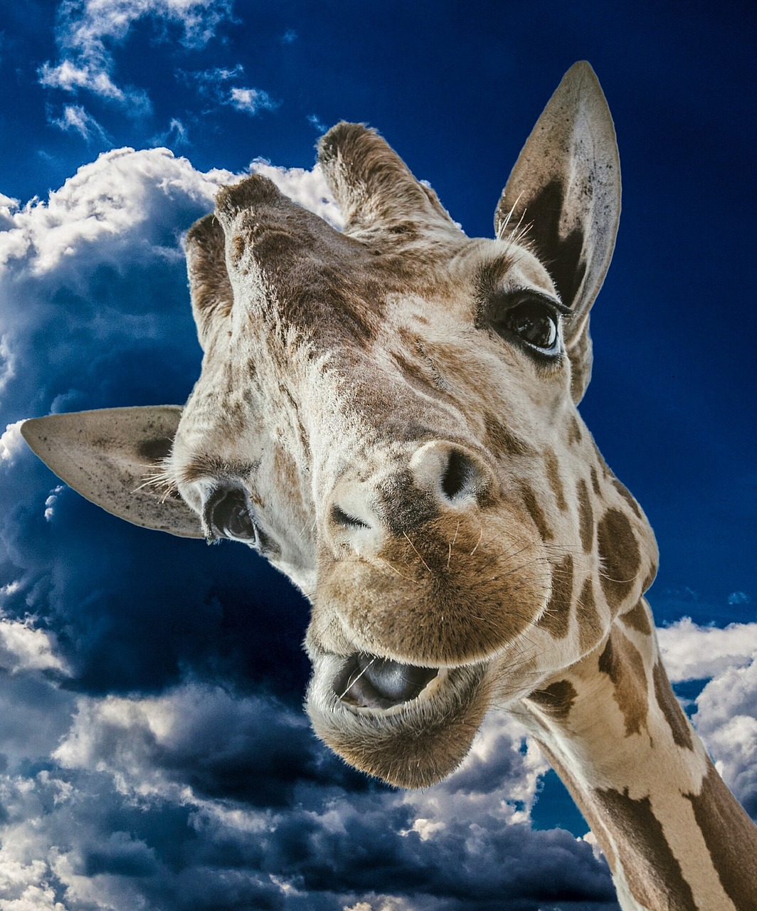 giraffe funny clouds free photo