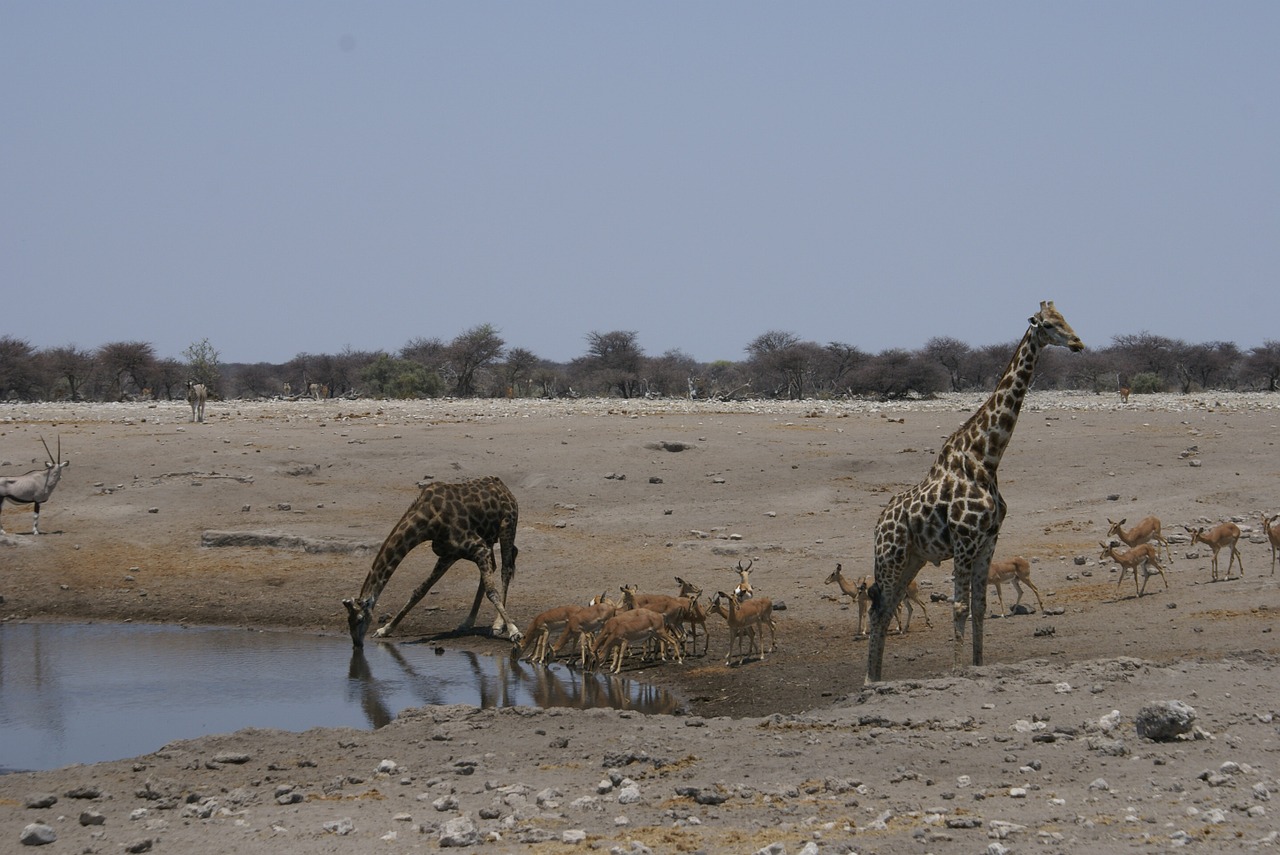 giraffe drink water hole free photo