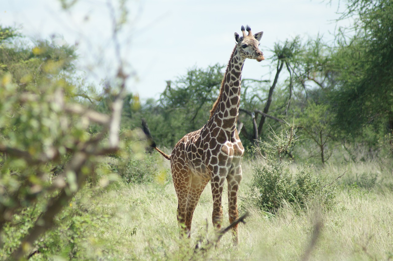 giraffe africa wildlife free photo