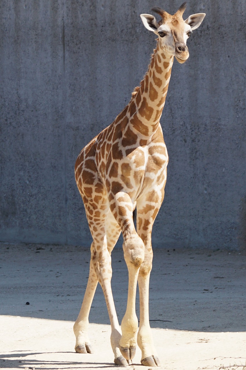 giraffe young animal ruminant free photo