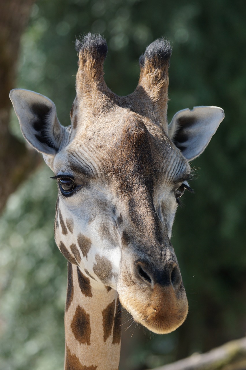 giraffe ruminant paarhufer free photo
