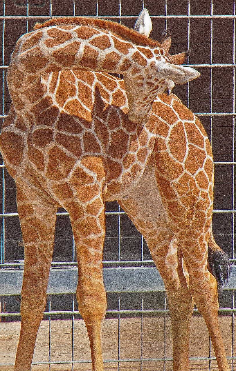 giraffe young wilhelma free photo