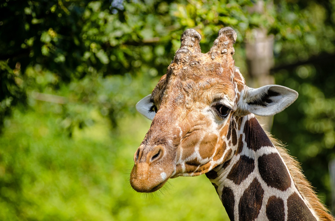 Download free photo of Giraffe,animal,zoo animals,wild animals,jungle  animals - from 