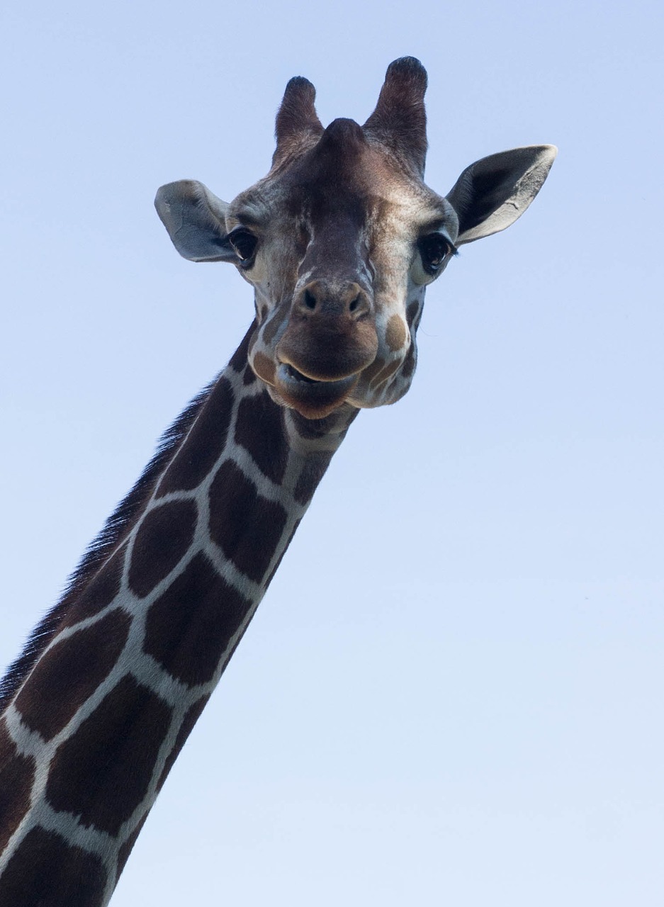 giraffe eyes fur free photo