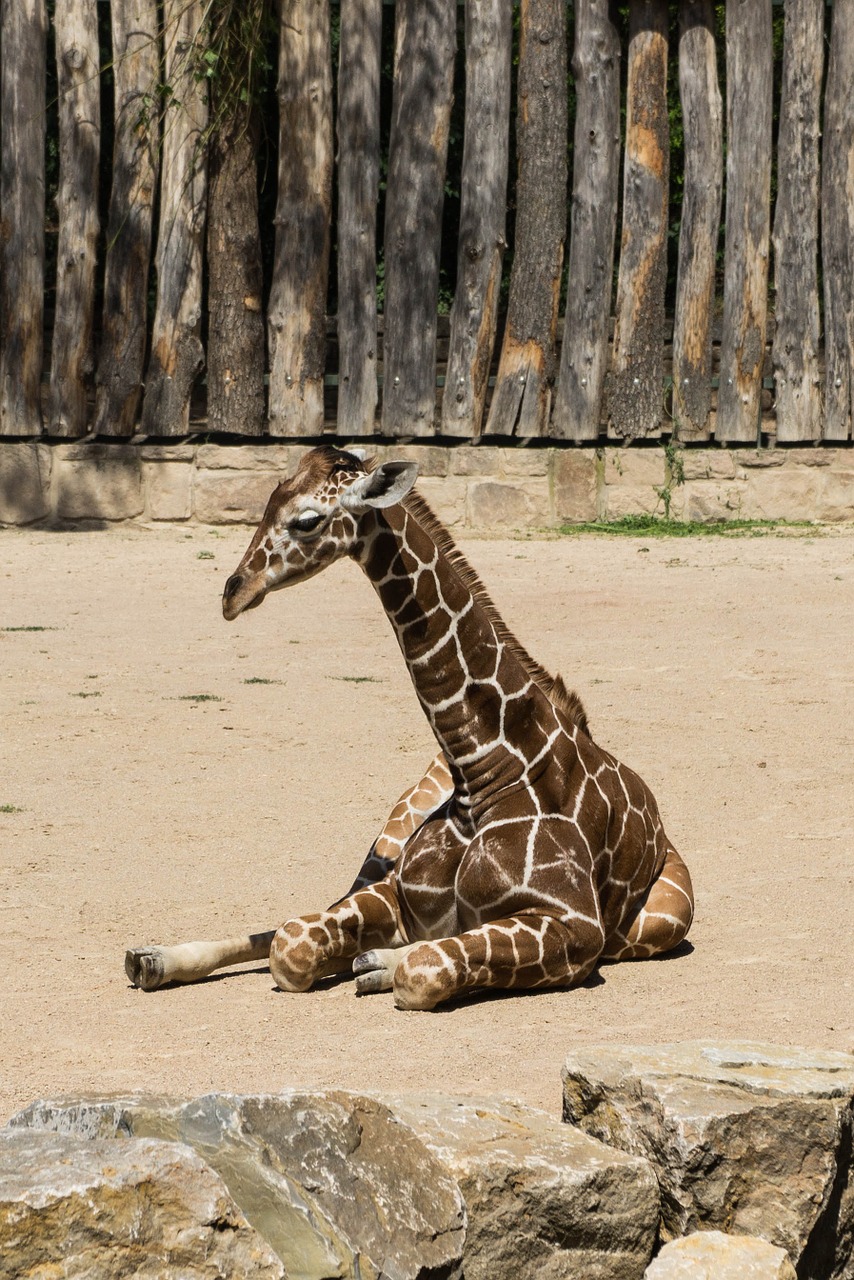 giraffe concerns fur free photo