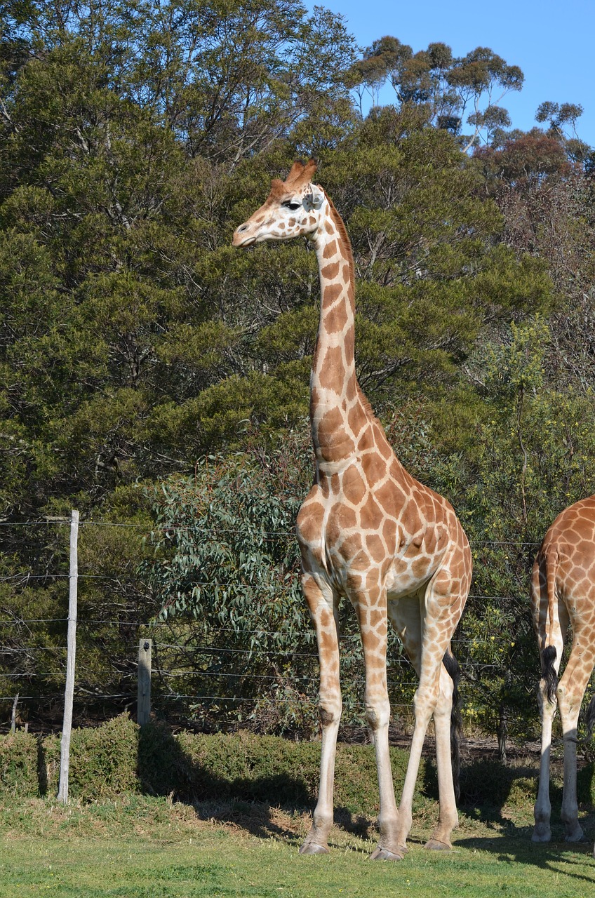 giraffe animal zoo animals free photo