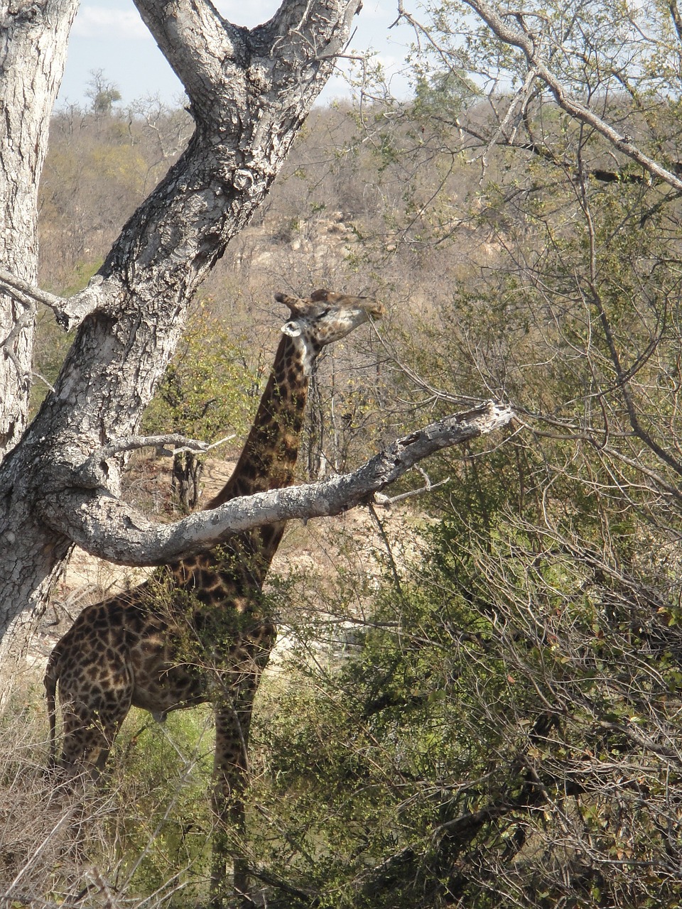 giraffe long africa free photo