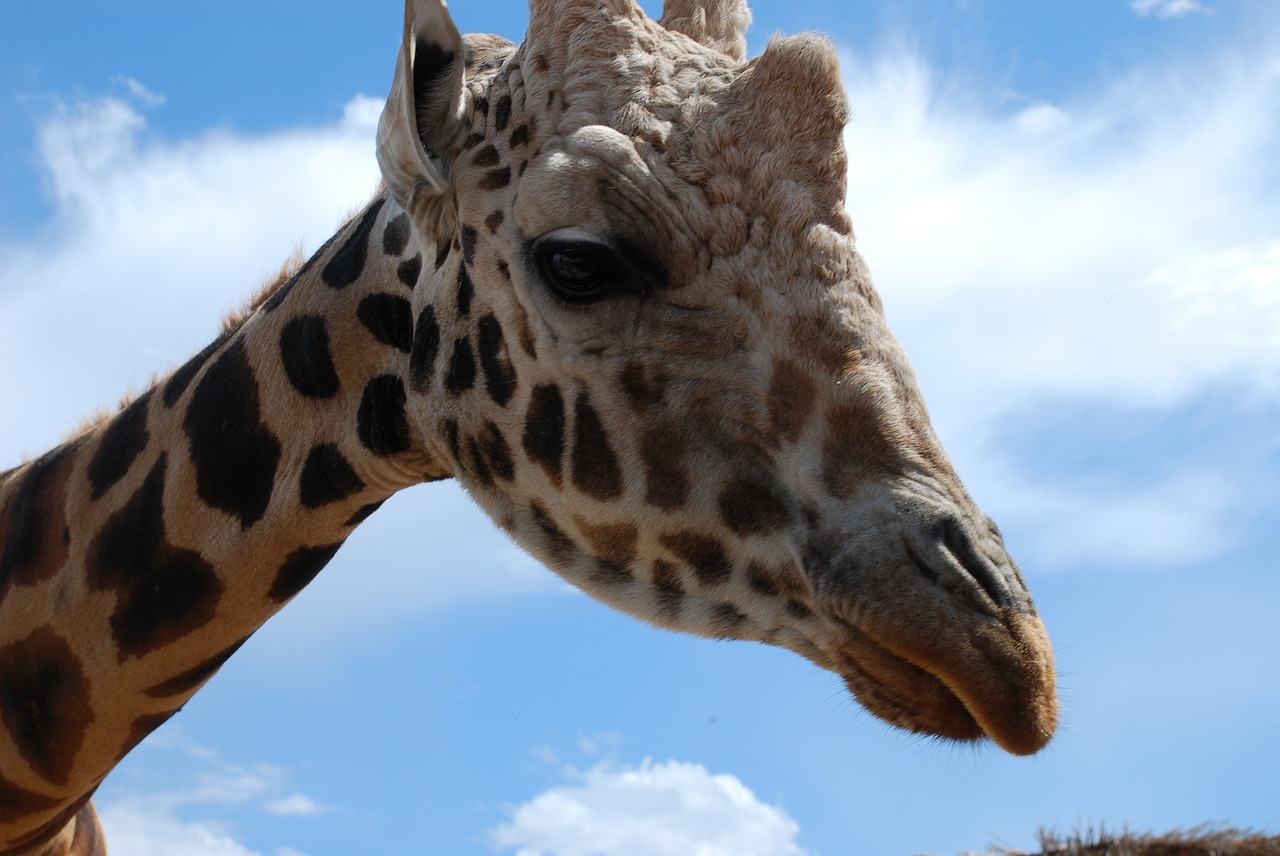 giraffe zoo safari free photo