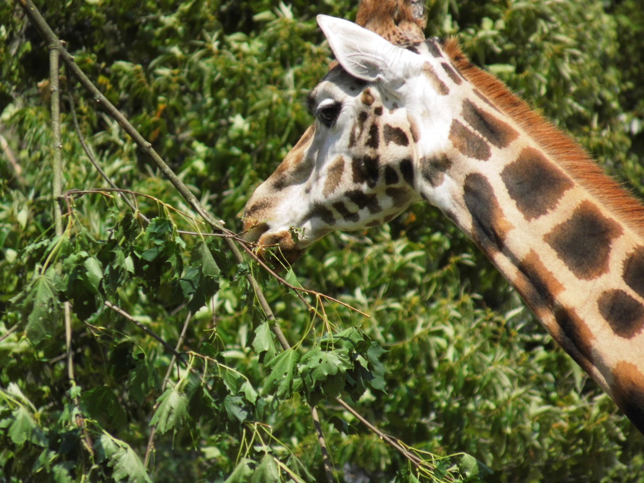 giraffe africa safari free photo